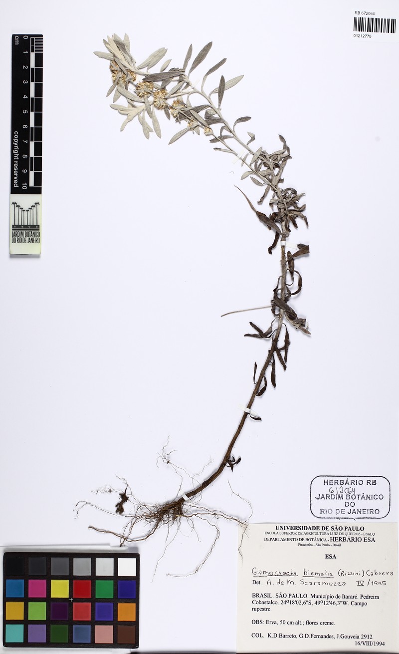 Gamochaeta hiemalis