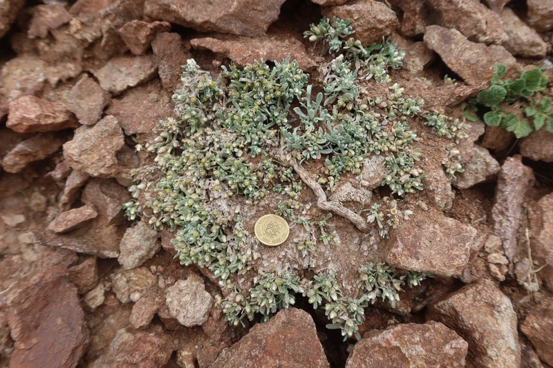 Gamochaeta humilis