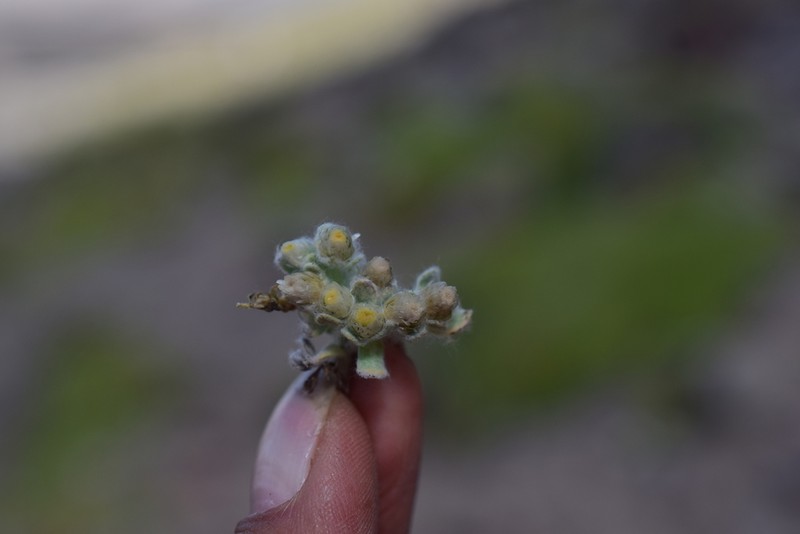 Gamochaeta humilis photo 2