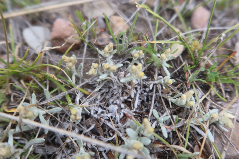 Gamochaeta humilis photo 3