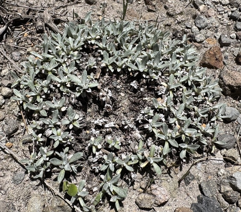 Gamochaeta humilis photo 4