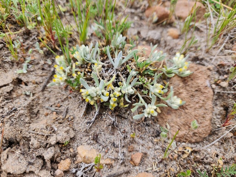 Gamochaeta humilis photo 5