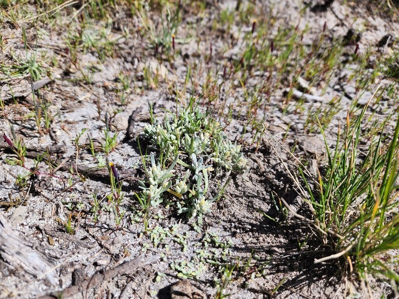 Gamochaeta humilis photo 6