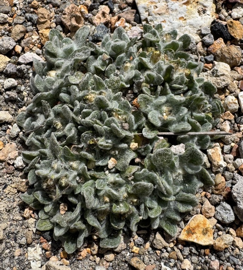 Gamochaeta humilis photo 7