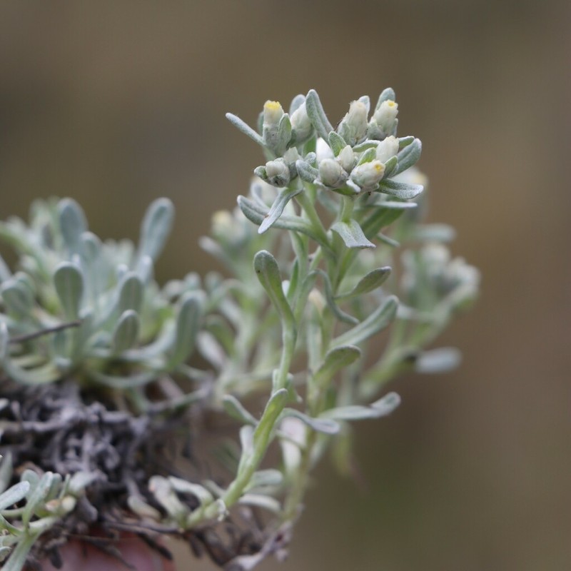 Gamochaeta humilis photo 8