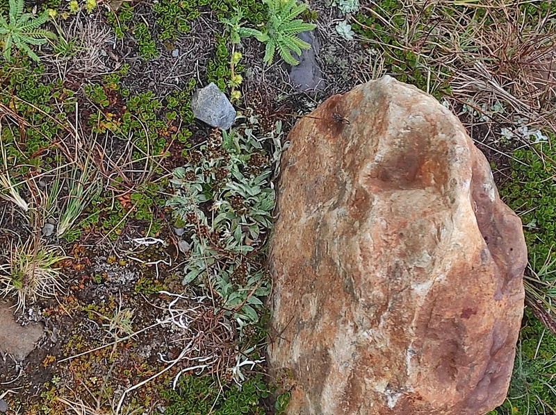 Gamochaeta longipedicellata