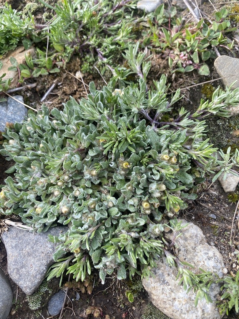 Gamochaeta longipedicellata photo 2
