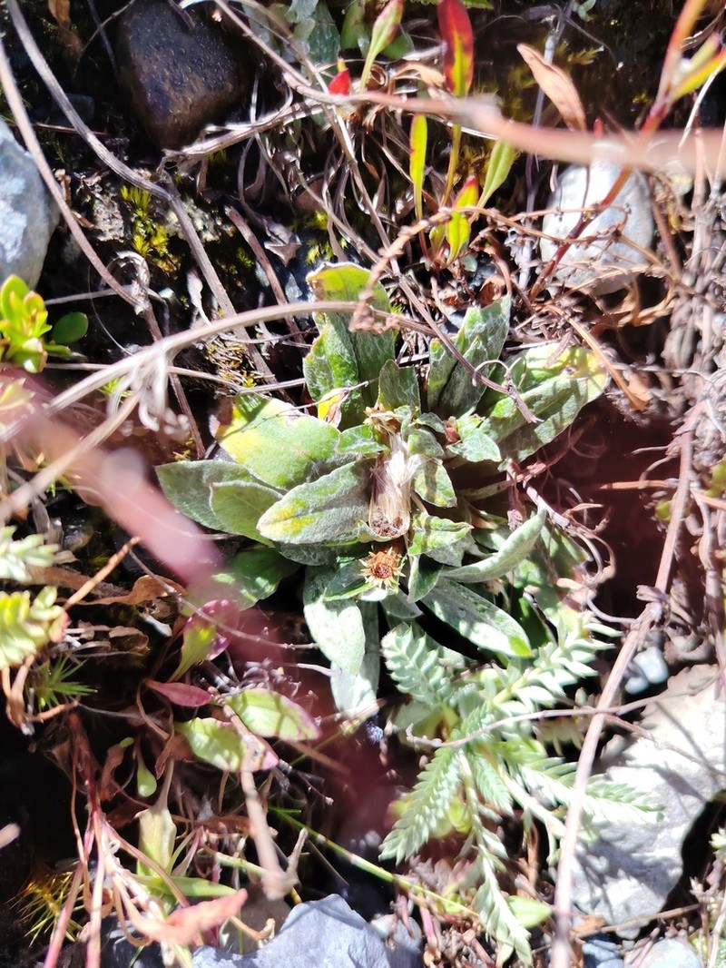 Gamochaeta longipedicellata photo 4