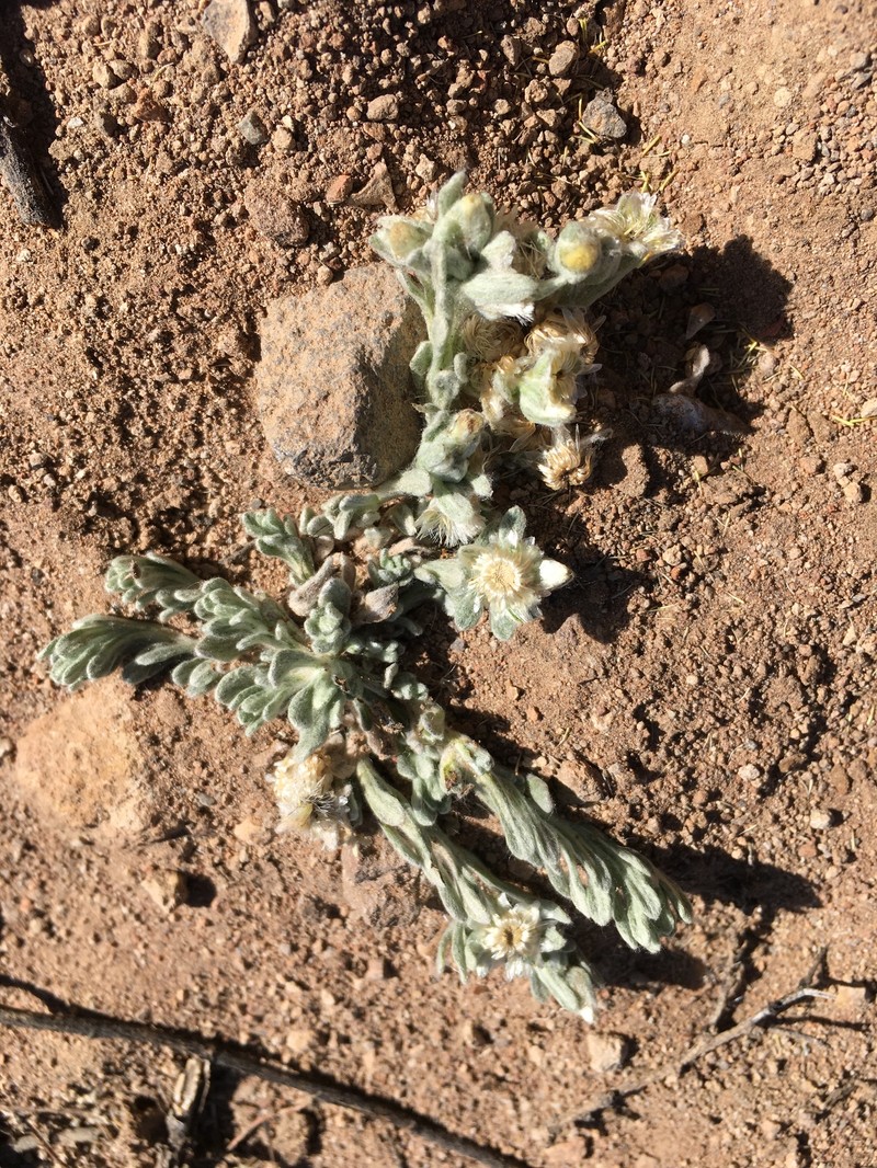Gamochaeta longipedicellata photo 5