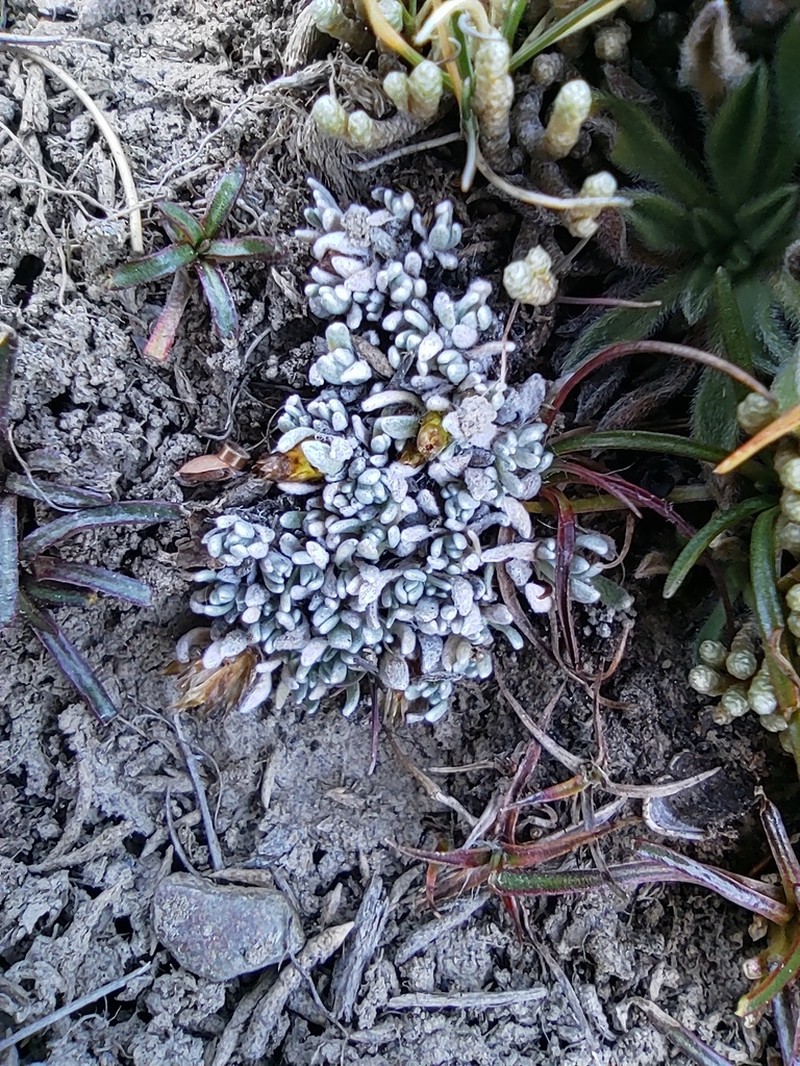 Gamochaeta lulioana
