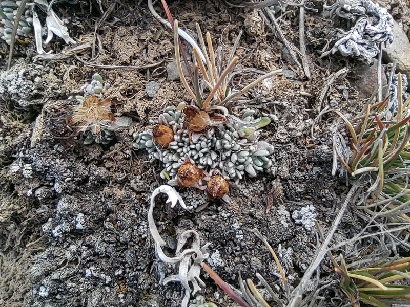 Gamochaeta lulioana photo 2