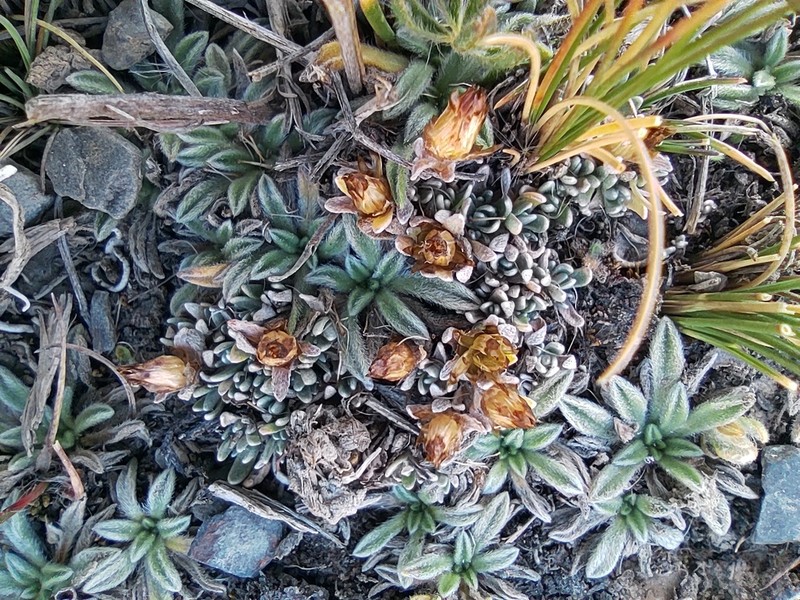 Gamochaeta lulioana photo 3
