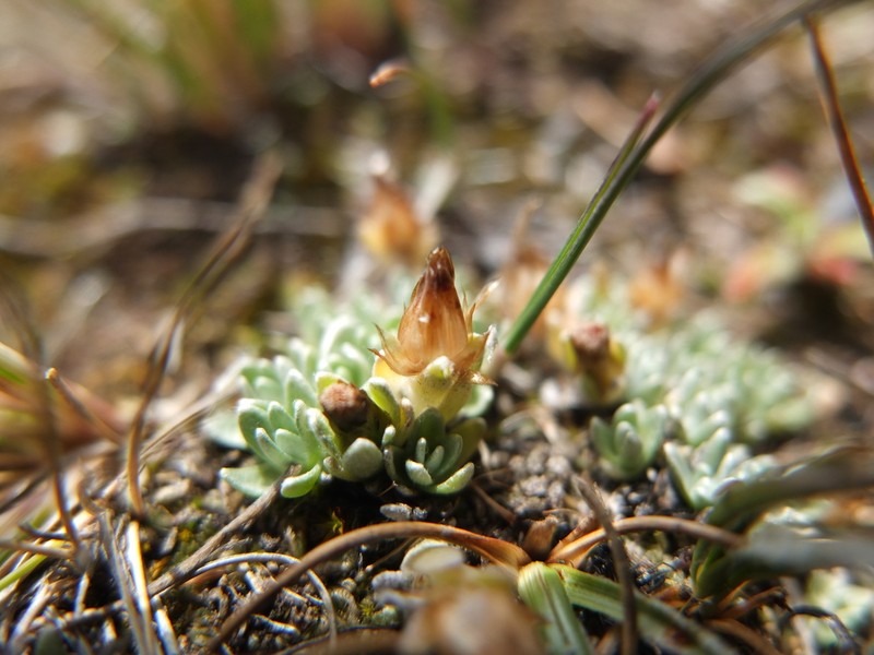 Gamochaeta lulioana photo 5