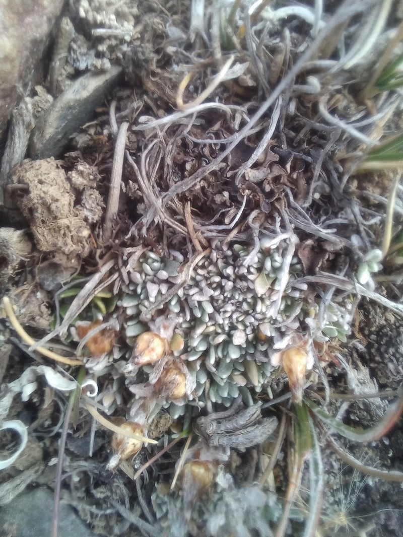 Gamochaeta lulioana photo 7