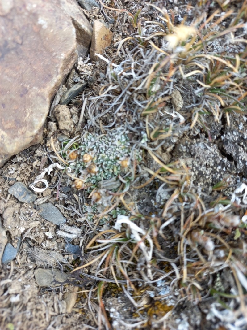 Gamochaeta lulioana photo 8