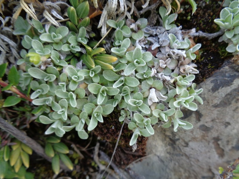 Gamochaeta nivalis photo 2