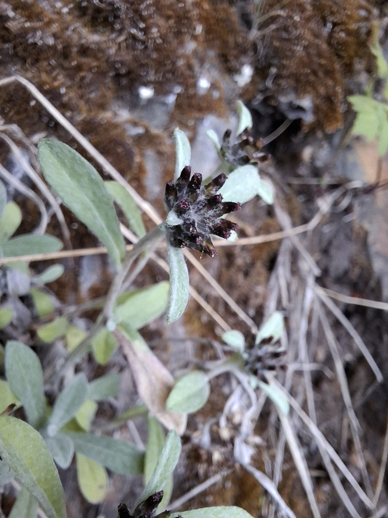 Gamochaeta nivalis photo 3