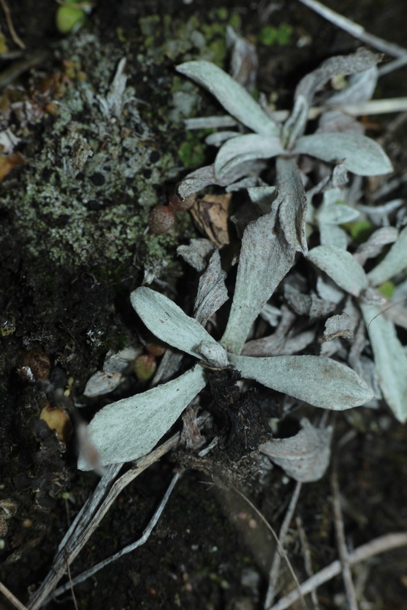 Gamochaeta nivalis photo 7