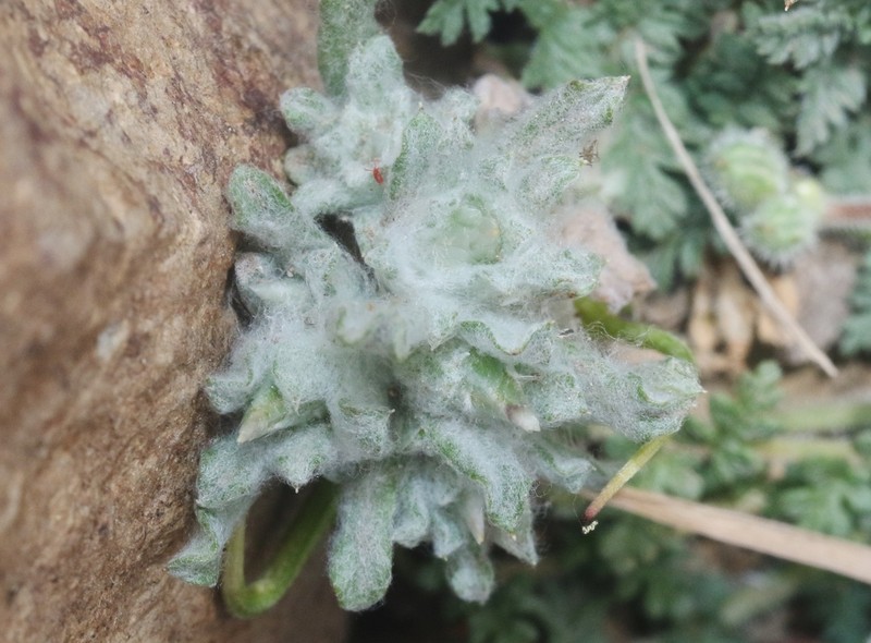 Gamochaeta oligantha