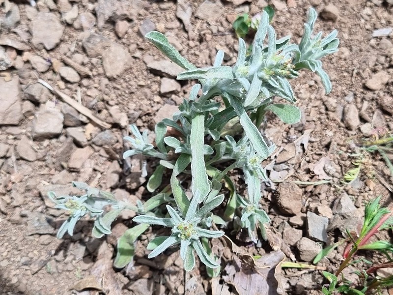 Gamochaeta oligantha photo 2