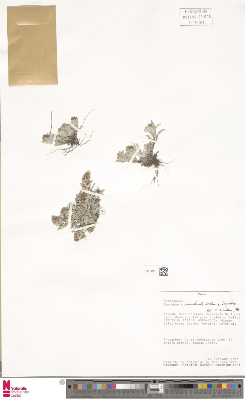 Gamochaeta oligantha photo 4