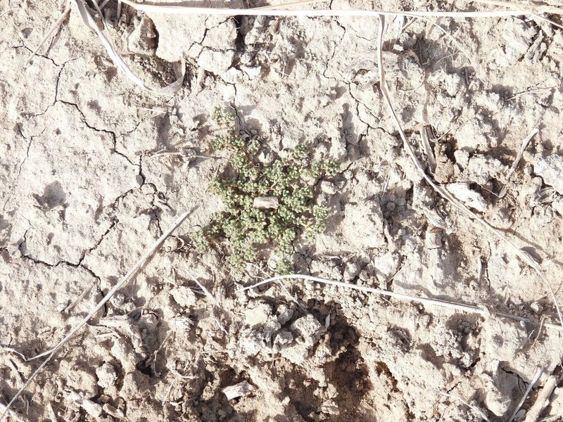 Gamochaeta peregrina
