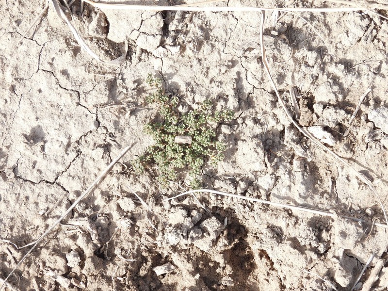 Gamochaeta peregrina photo 2