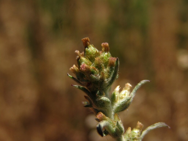 Gamochaeta procumbens photo 2