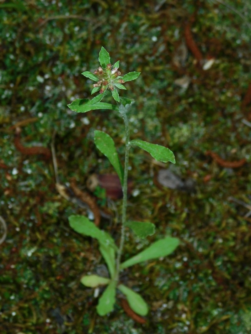 Spoonleaf Purple Everlasting