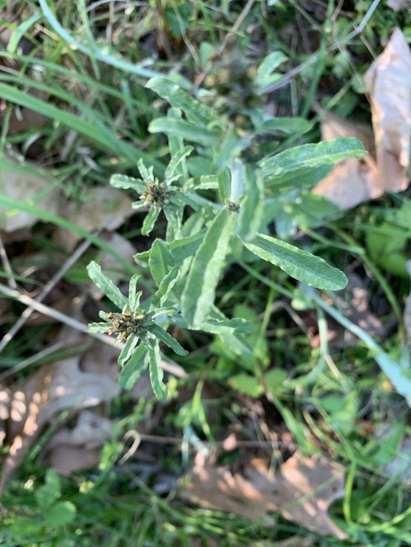 Spoonleaf Purple Everlasting photo 2