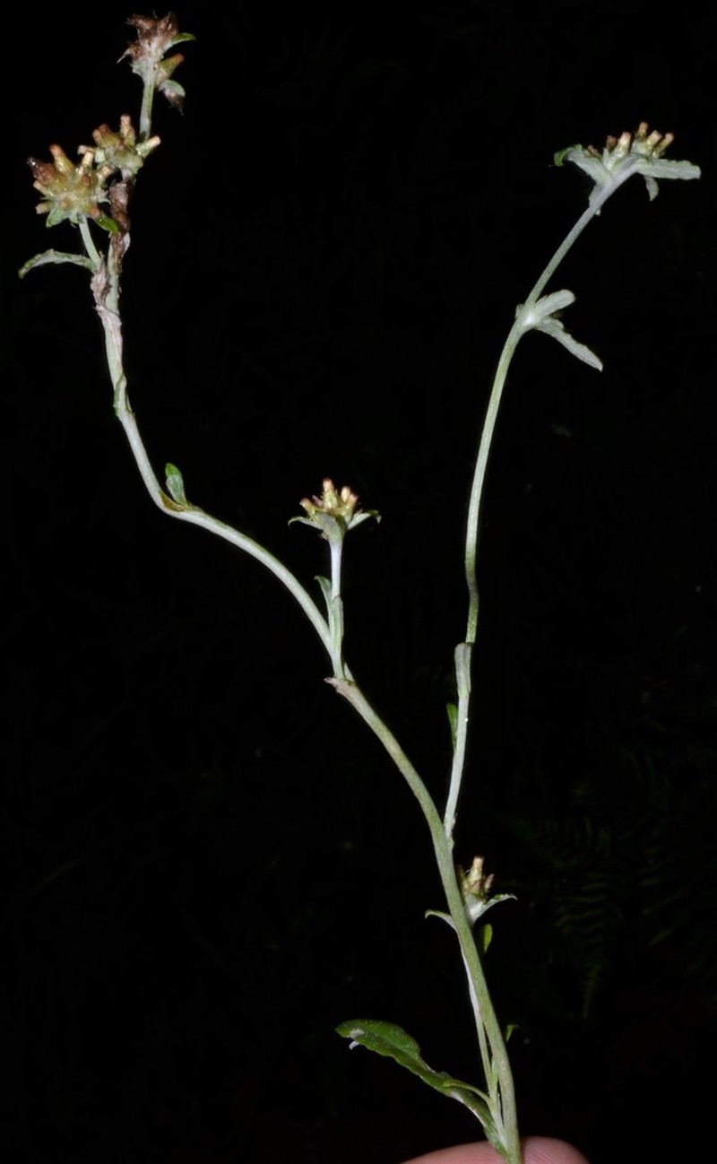 Spoonleaf Purple Everlasting photo 3