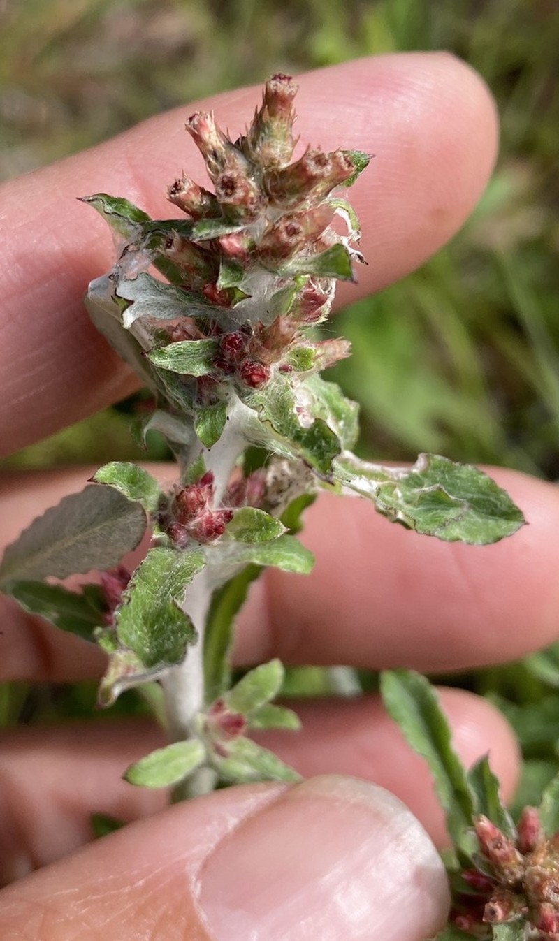 Spoonleaf Purple Everlasting photo 4