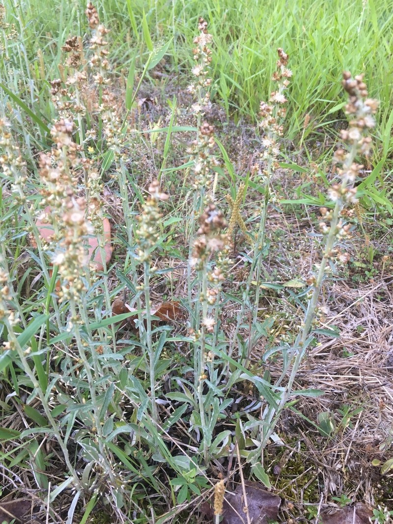 Spoonleaf Purple Everlasting photo 5