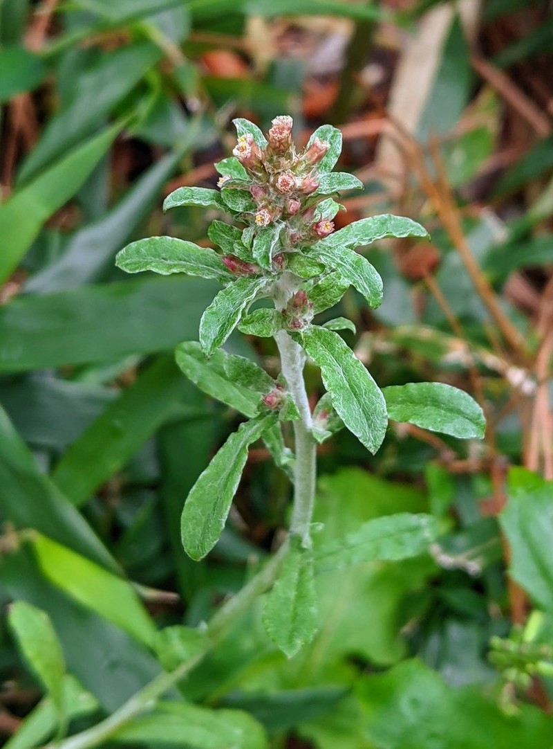 Spoonleaf Purple Everlasting photo 6