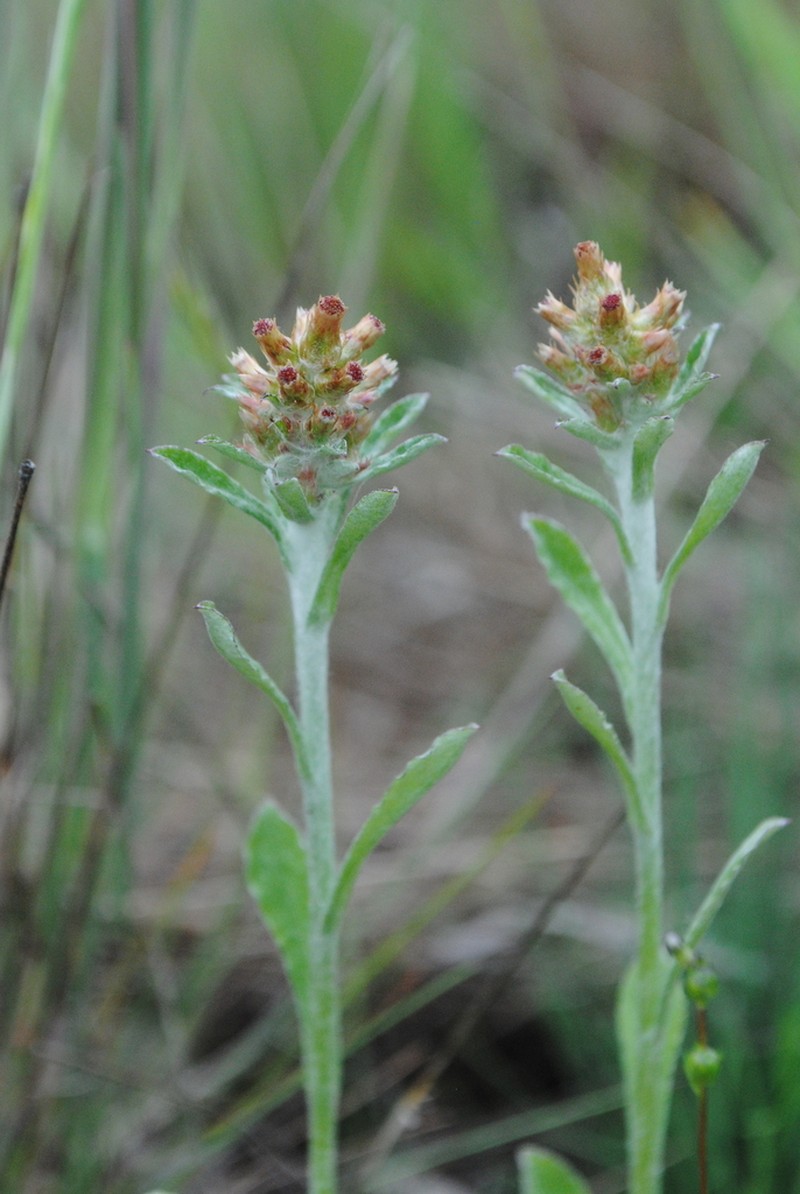 Spoonleaf Purple Everlasting photo 7