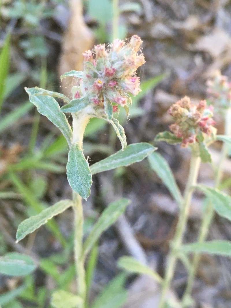 Spoonleaf Purple Everlasting photo 8