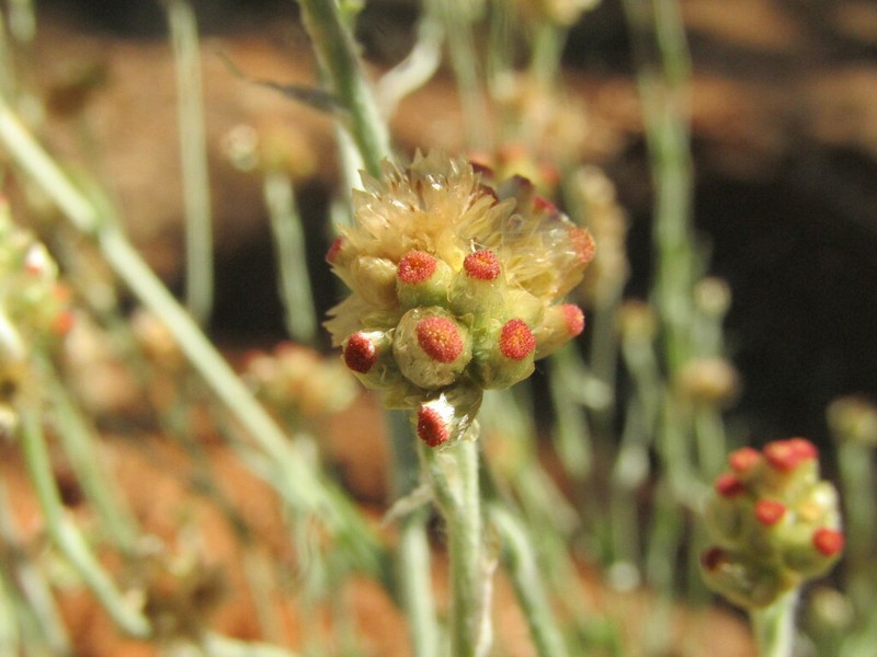Gamochaeta ramosa photo 2