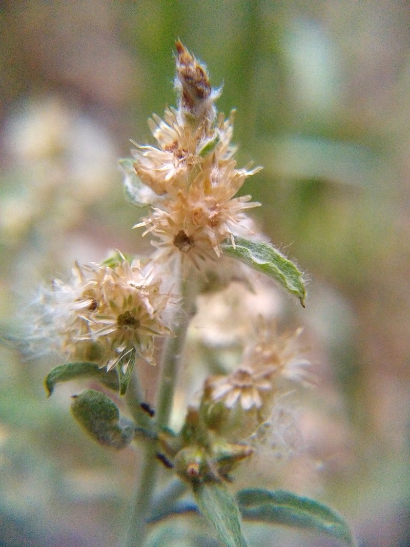 Gamochaeta rizzinii photo 2