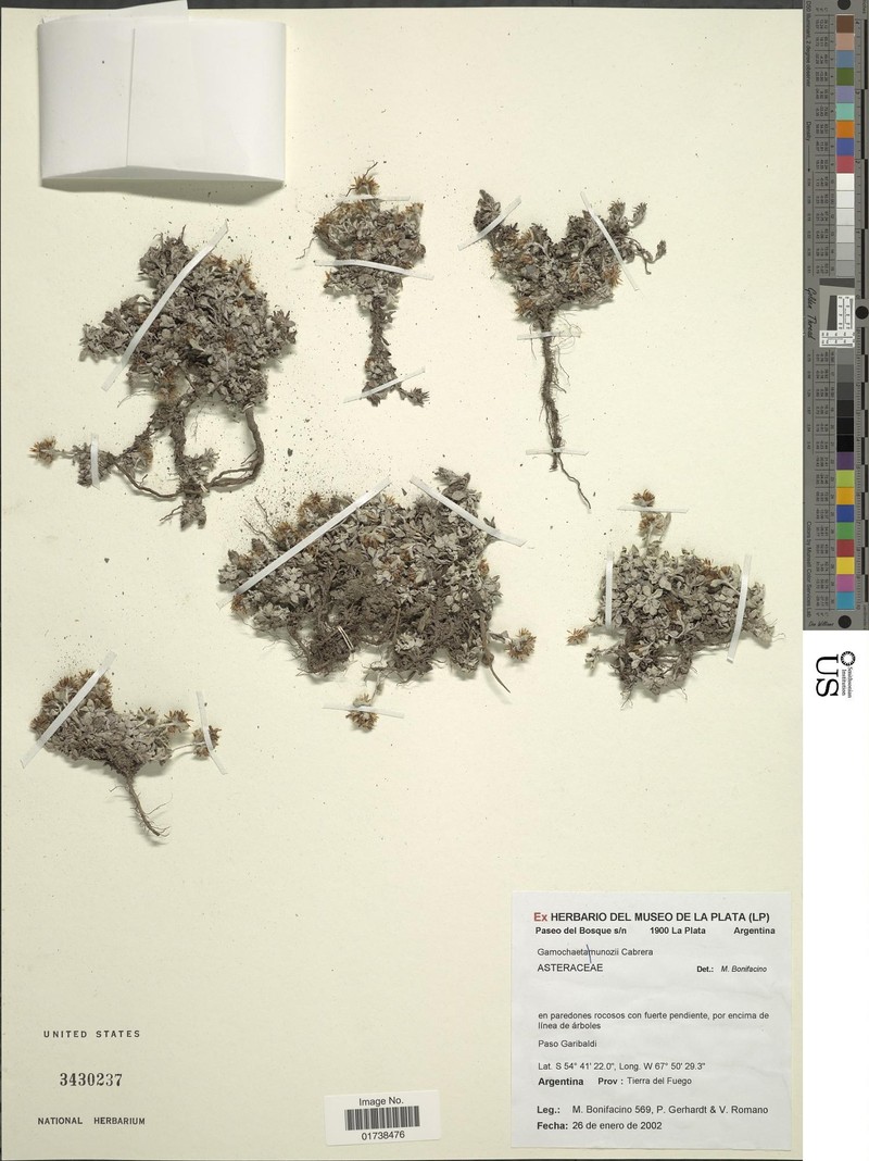 Gamochaeta serpyllifolia photo 2