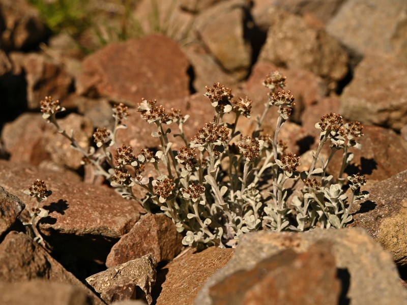 Gamochaeta serpyllifolia