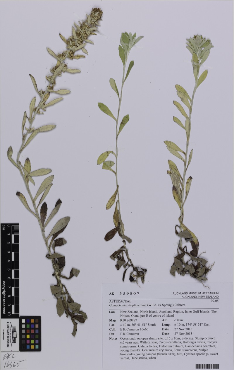 Simple-Stem Everlasting