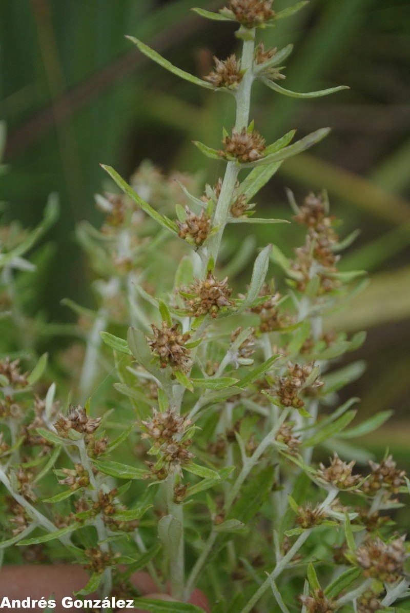 Simple-Stem Everlasting photo 5