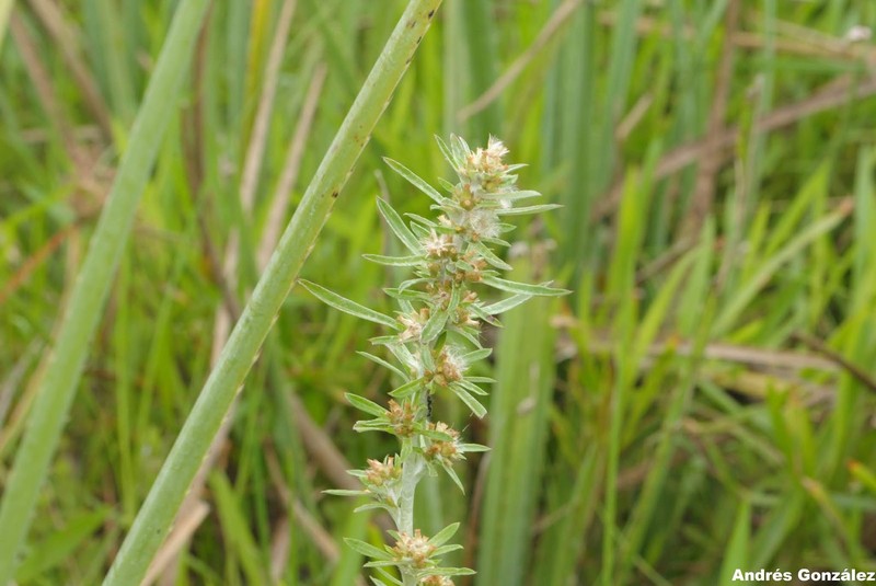 Simple-Stem Everlasting photo 6