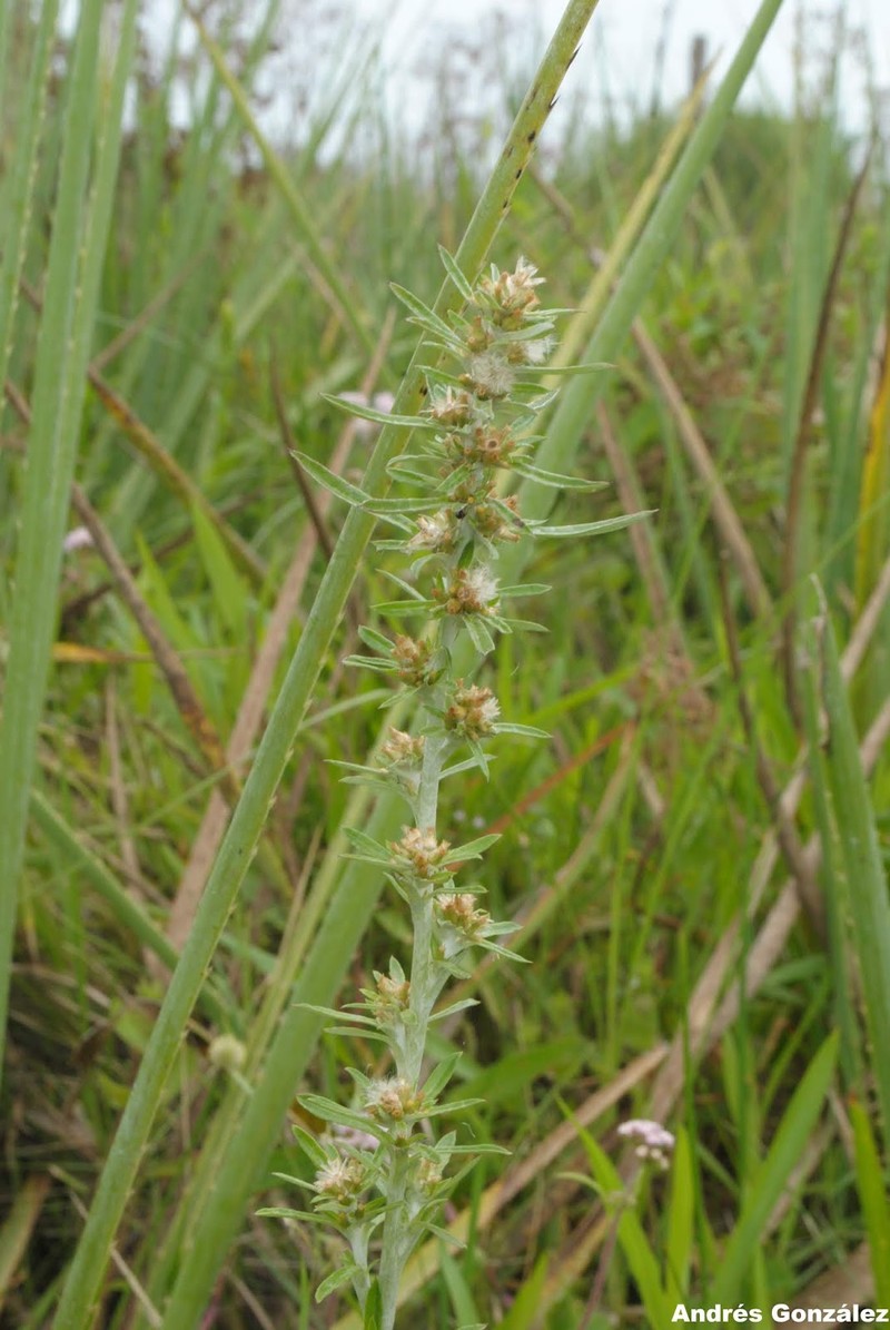 Simple-Stem Everlasting photo 2