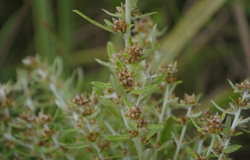 Simple-Stem Everlasting photo 3