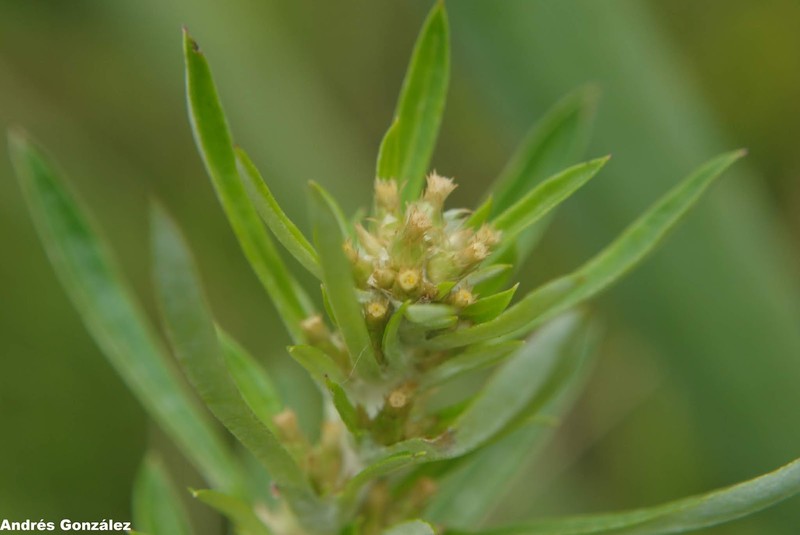 Simple-Stem Everlasting photo 4