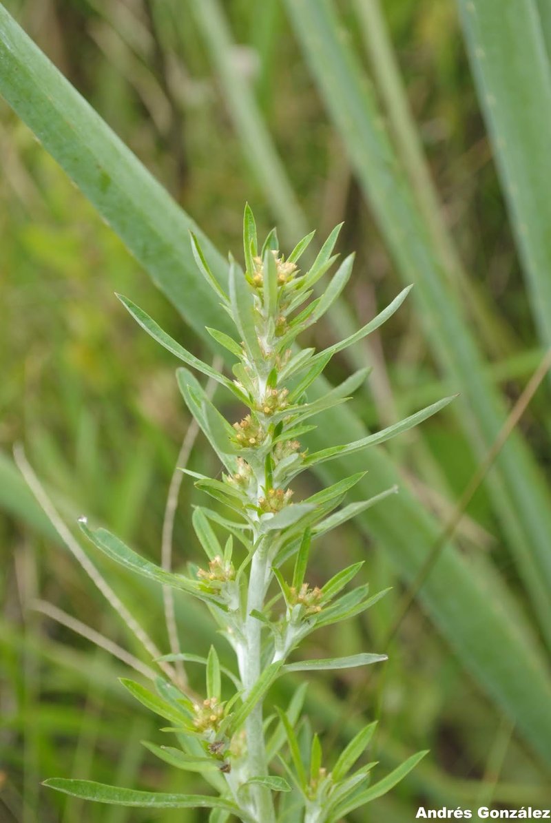 Simple-Stem Everlasting photo 7