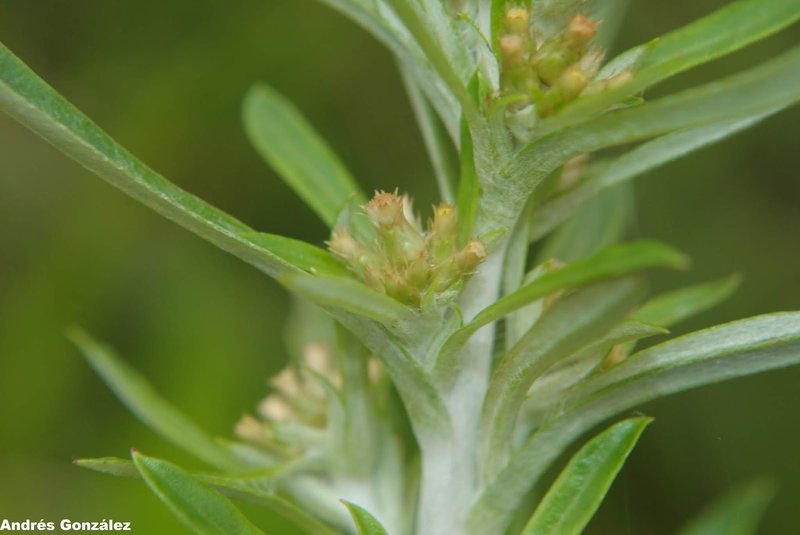Simple-Stem Everlasting photo 8