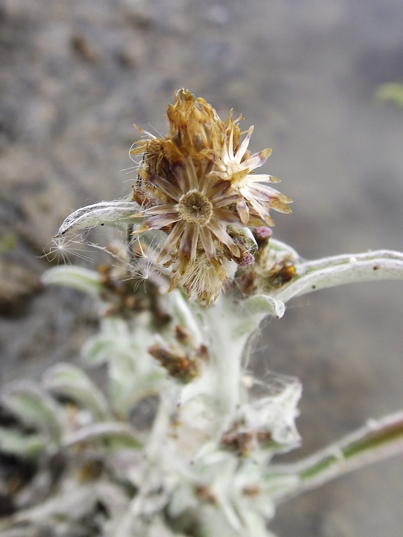 Gamochaeta sphacelata photo 2