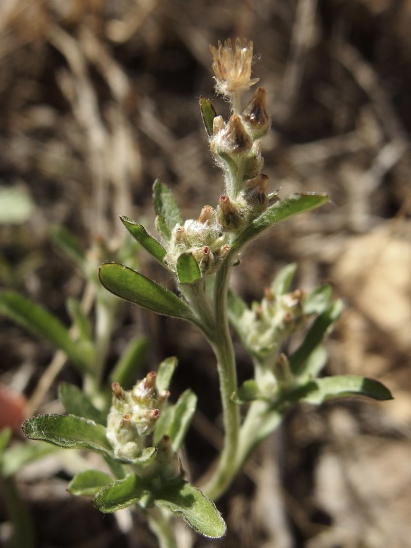 Gamochaeta sphacelata photo 3